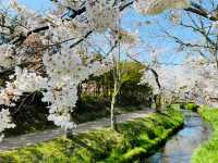 Chasing Sakura at Oshino Hakkai Village