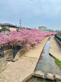 Chasing Sakura at Fushimi