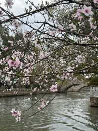 A Serendipitous Sakura Stroll: West Garden Temple’s Floral Paradise by the Canal