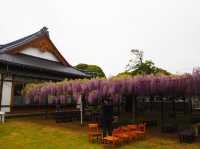 Chasing Wisteria at Juun-ji