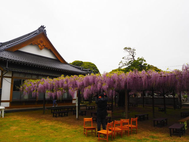 Chasing Wisteria at Juun-ji