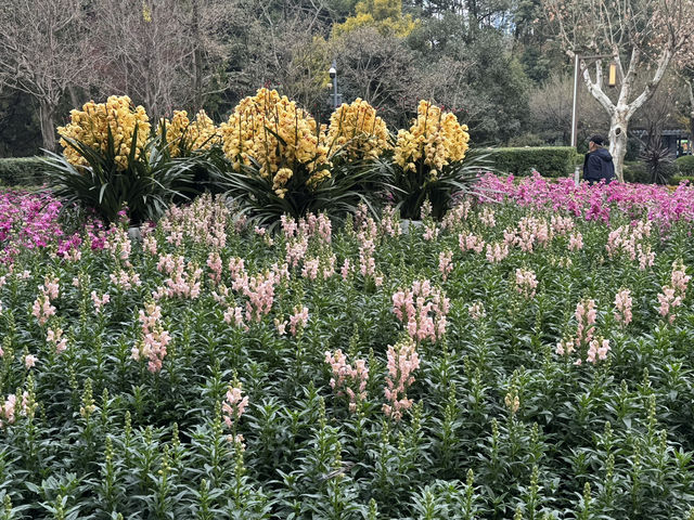 A Taste of Chengdu's Leisure Culture at People's Park