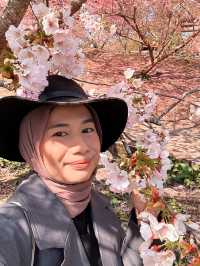 Best place for cherry blossom bloom in Taichung 💐🌸