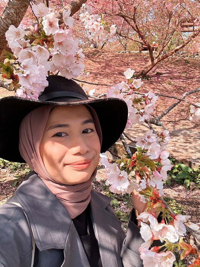 Best place for cherry blossom bloom in Taichung 💐🌸
