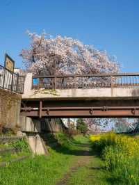 調布・野川の桜🌸 静かに楽しむ春の散歩道