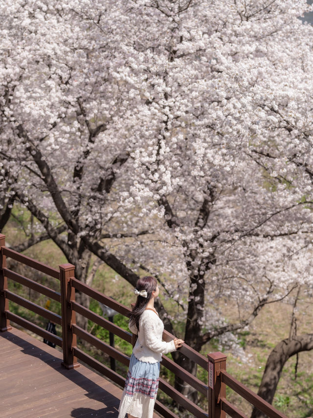 녹차밭과 벚꽃 조합이 아름다운 곳..🌿🌸💕
