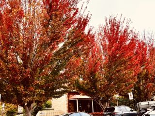 Hahndorf SA 