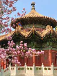 Spring Blossom Map of Beijing 🌸