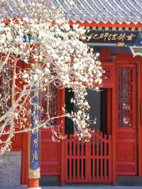 Spring Blooms at Tianjin Dabeiyuan: Magnolia Season is Here! 🌸