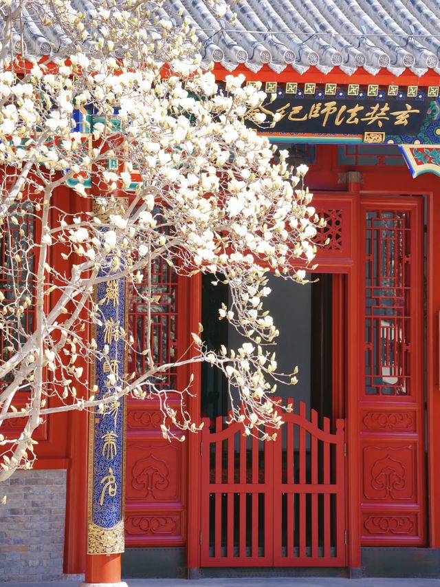 Spring Blooms at Tianjin Dabeiyuan: Magnolia Season is Here! 🌸
