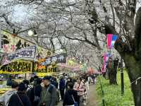 一度は行きたい権現堂堤の桜