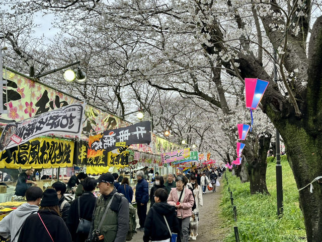 一度は行きたい権現堂堤の桜