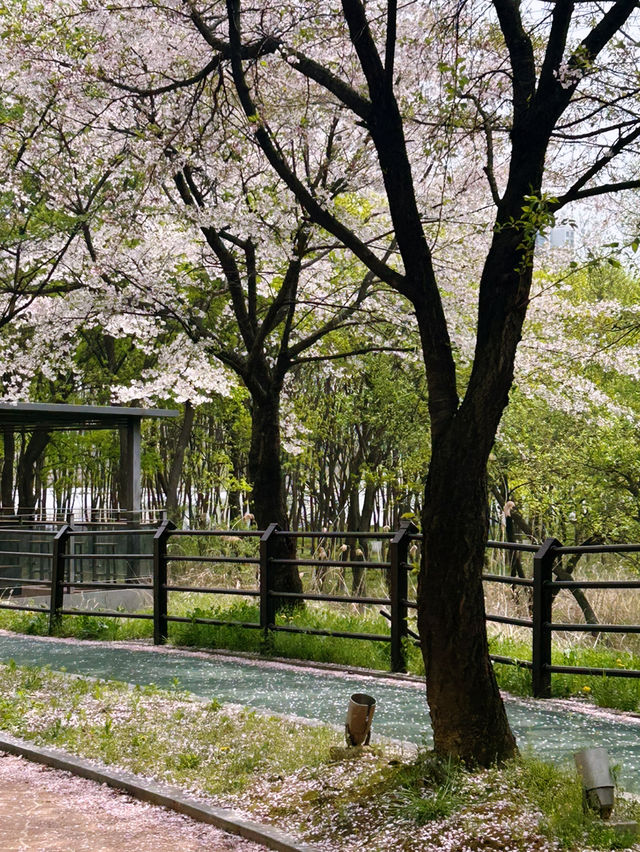 청주 오송 생명 호수공원, 숨겨진 벚꽃 명소 발견!🤍