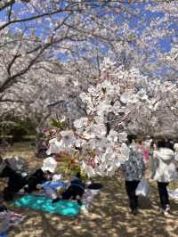 【福岡】桜とネモフィラのコラボが見れる貴重な時期🌸