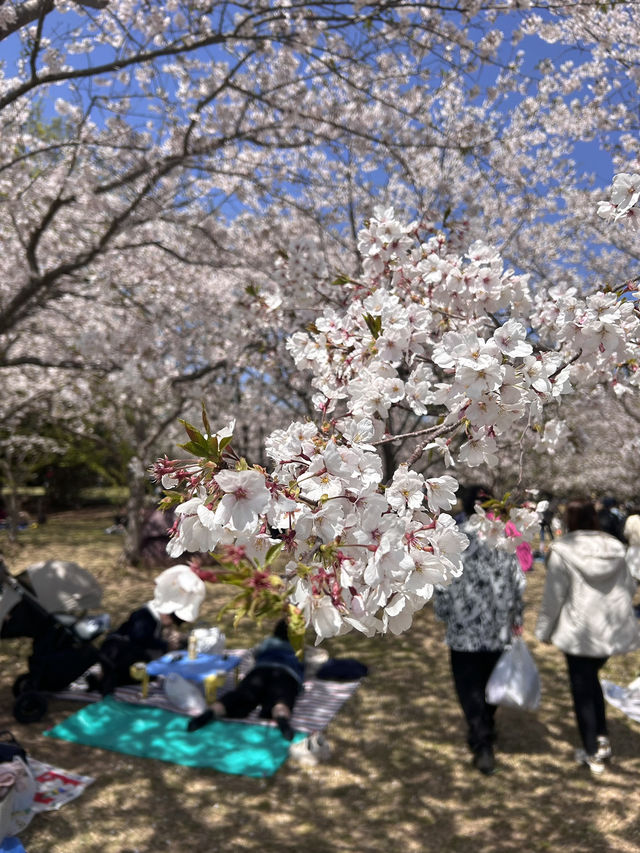 【福岡】桜とネモフィラのコラボが見れる貴重な時期🌸
