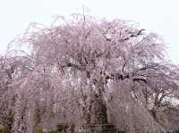 京都の櫻花