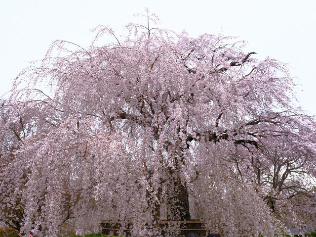 京都の櫻花