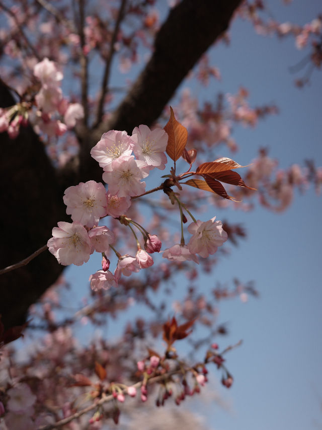 新宿御苑櫻花開🌸春遊好去處