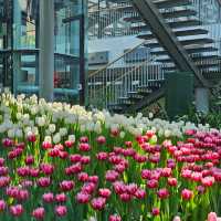 ไปชมทุ่งดอกทิวลิปที่ ระยองกัน 🌷