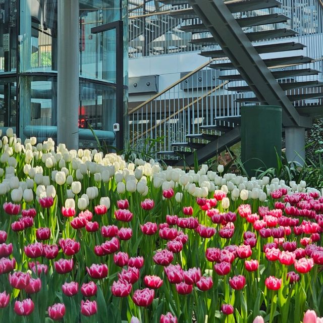 ไปชมทุ่งดอกทิวลิปที่ ระยองกัน 🌷