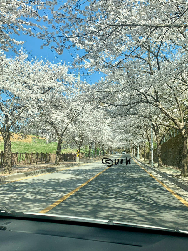 부산 봄 데이트는 여기서! (실시간 만개)