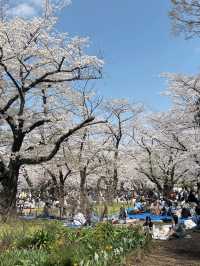 櫻花季2025 Spring 🌸🇯🇵 代々木公園