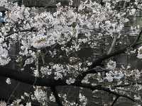 【目黒　桜舞い散る川辺を歩き郷さくら美術館でアートの桜三昧から代官山へ】