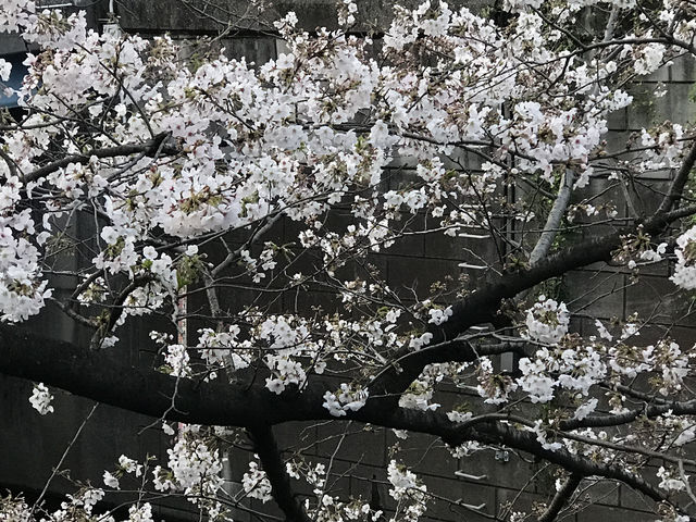 【目黒　桜舞い散る川辺を歩き郷さくら美術館でアートの桜三昧から代官山へ】