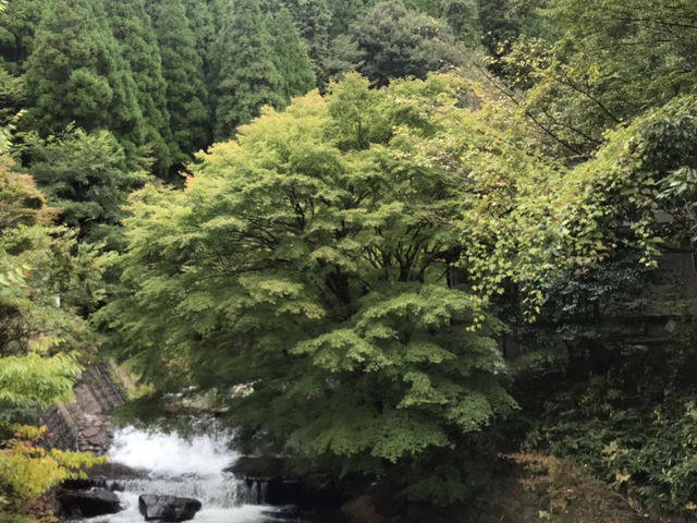 黒川温泉で癒しのひとときを楽しもう♨️