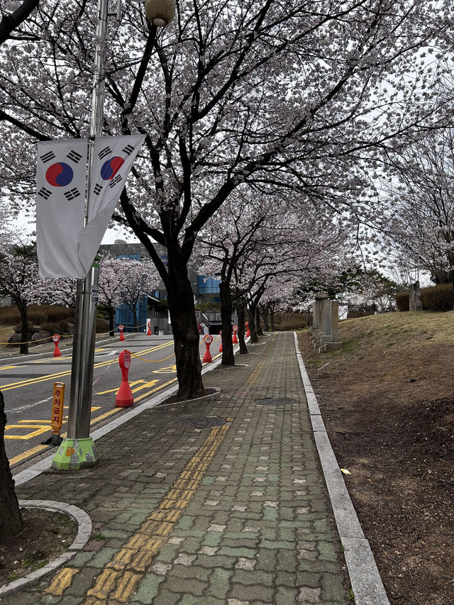 잊혀진 수원의 항거를 되살리다 항거수원 1919 특별전🇰🇷