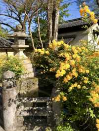 Golden Yamabuki Flowers at Matsuo Taisha