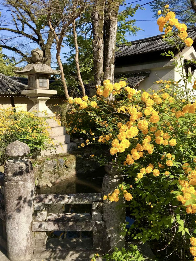 Golden Yamabuki Flowers at Matsuo Taisha