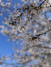 桜、花見