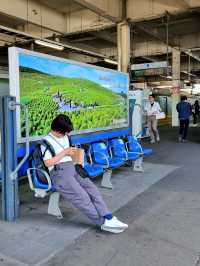 BLUE NEMOPHILAS AT HITACHI SEASIDE PARK, IBARAKI