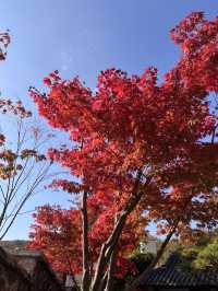 🍁 단풍이 내려앉은 숲, 가을의 화담숲 🌳✨ 