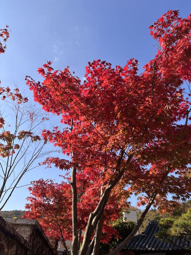 🍁 단풍이 내려앉은 숲, 가을의 화담숲 🌳✨ 