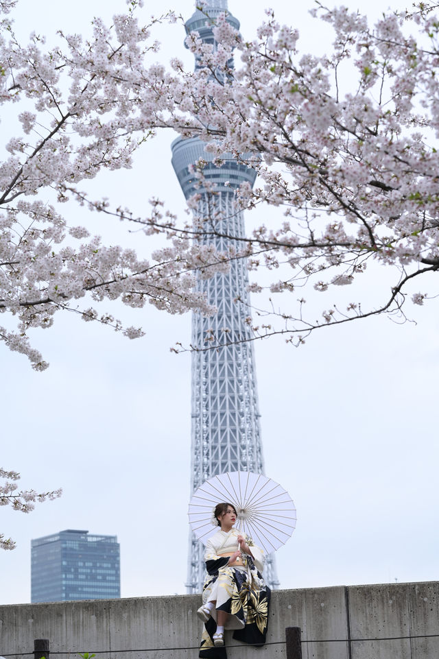 🌸✨ A Spring Day Among Cherry Blossoms at Sumida Park ✨🌸