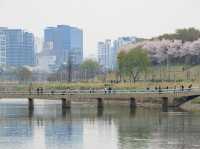 川沿いに続く桜のトンネル！安養川の桜並木🌸🚶‍♂️