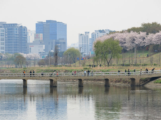 川沿いに続く桜のトンネル！安養川の桜並木🌸🚶‍♂️