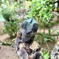 Réserve Peyrieras Madagascar Exotic｜近距離認識馬達加斯加生物