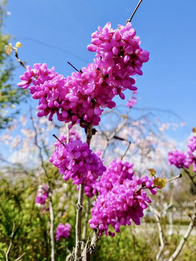 Spring Blossoms at Gifu Seiryu Satoyama Park