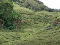 Cameron Highlands trek