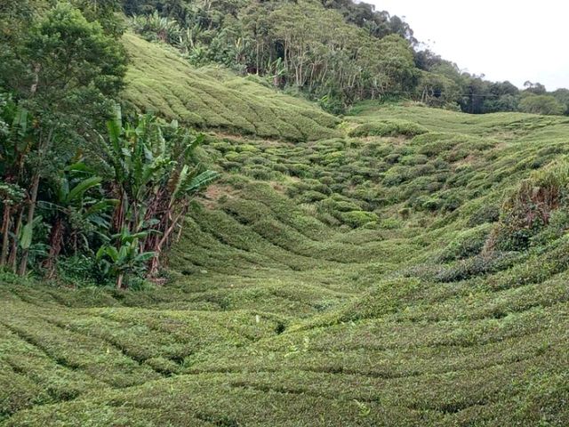 Cameron Highlands trek