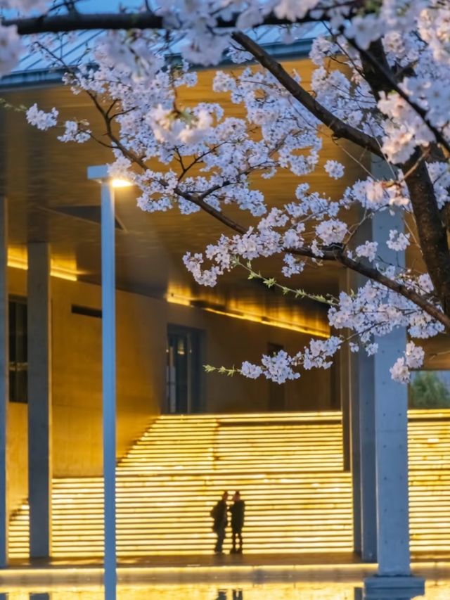 Liangzhu Arts & Culture Center Cherry Blossoms – Where Modern Art Meets Sakura Serenity