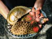 ทริประยอง3 วัน 2 คืน เที่ยวธรรมชาติ และวิถีชุมชม