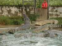 Snap Happy at Tuaran Crocodile Farm: Jaws-Dropping Fun! 🐊📸