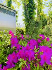 Blooming Bliss: A Spring Stroll Through Nonjinmul-ro 🌸