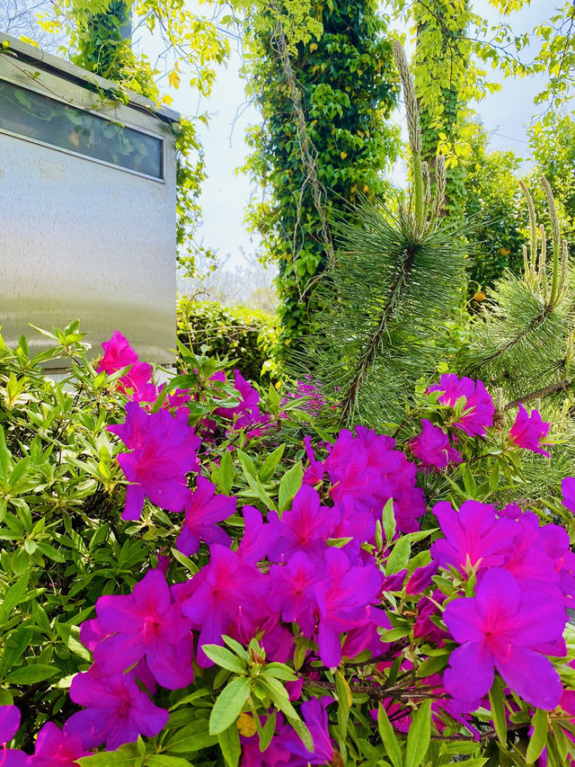 Blooming Bliss: A Spring Stroll Through Nonjinmul-ro 🌸