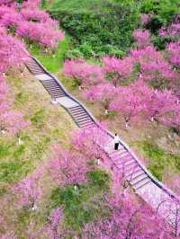“Blossoms Above the Yangtze: Springtime Splendor in Chongqing”
