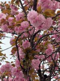 東京｜隅田公園的櫻花盛宴